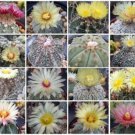 Astrophytum Variety Mix Rare Cactus Seed Lot 100 Seeds Fresh Garden