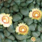 Aloinopsis Schooneesii Rare Living Stone Ice Plant Mesembs Cactus Seed 100 Seeds Fresh Garden