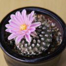 Pediocactus Knowltonii Exotic Rare Globular Cactus Succulent Cacti Seed 10 Seeds Fresh Garden