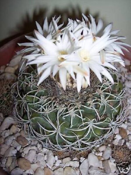 Discocactus Bahiensis Night Blooming Cacti Rare Fragance Cactus Seed 15 Seeds Fresh Garden