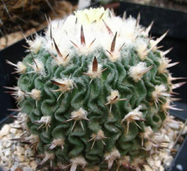 Stenocactus Phyllanthus Echinofosulocactus Exotic Brain Cacti Rare Seed 10 Seeds Fresh Garden