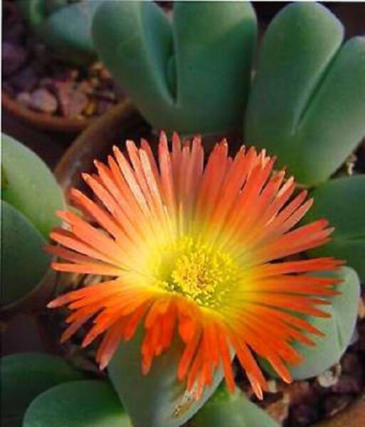 Cheiridopsis Pillansii Exotic Rare Mesembs Living Stone Cacti Aloe Seed 15 Seeds Fresh Garden