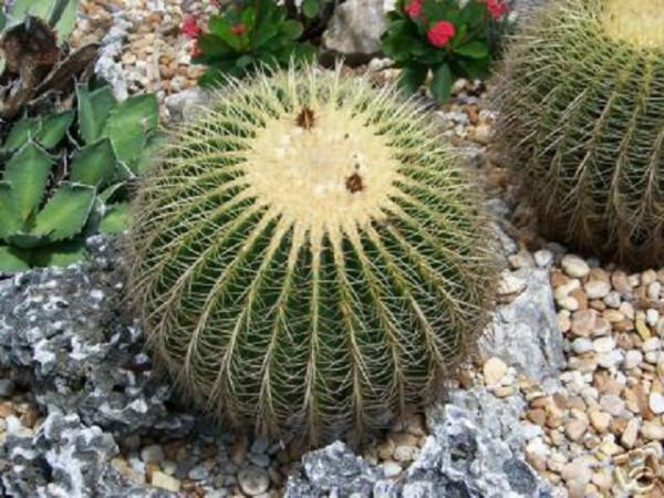 Echinocactus Grusonii Golden Barrel Yellow Cacti Rare Cactus Seed 300 Seeds Fresh Garden