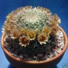 Mammillaria Gummifera Cacti Rare Cactus Seed 20 Seeds Fresh Garden
