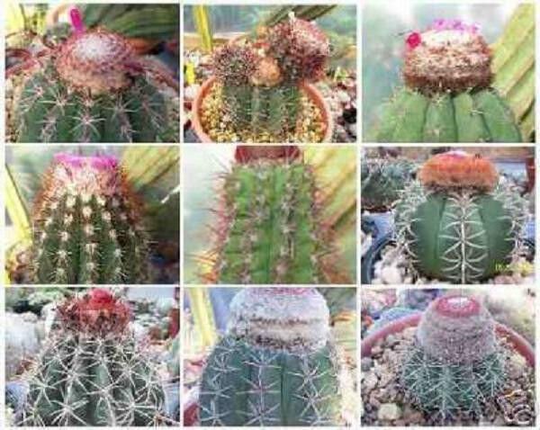 Melocactus Mix Exotic Cacti Rare Cactus Seed 1000 Seeds Fresh Garden