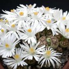 Lithops Karasmontana Living Stone Cactus Seed 100 Seeds Fresh Garden