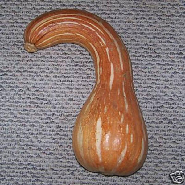 Pumpkin Seed Long Neck Calabaza Cuello Largo 20 Seeds Fresh Garden