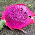 Dragon Fruit Purple Flesh Pitaya Exotic Edible Sweet Cactus Seed 1000 Seeds P Fresh Garden
