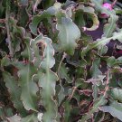 Epiphyllum Curly Locks Rare Hanging Cacti Flowering Cactus Flower Seed 50 Seeds Fresh Garden