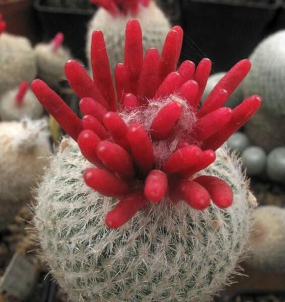 Epithelantha Micromeris Cacti Rare Cactus Seed 20 Seeds Fresh Garden