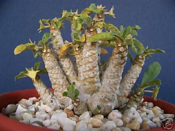 Dorstenia Sp Exotic Rare Succulents Seed Cacti 10 Seeds Fresh Garden
