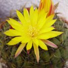 Matucana Aureiflora J Cacti Rare Cactus Seed 10 Seeds Fresh Garden