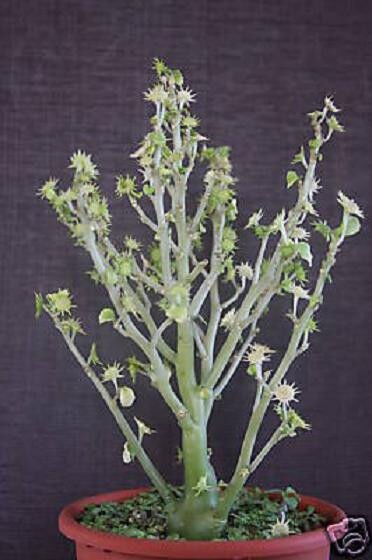 Dorstenia Hildebrantii Rare Caudex Bonsai Caudiciform Succulents Seed 10 Seeds Fresh Garden