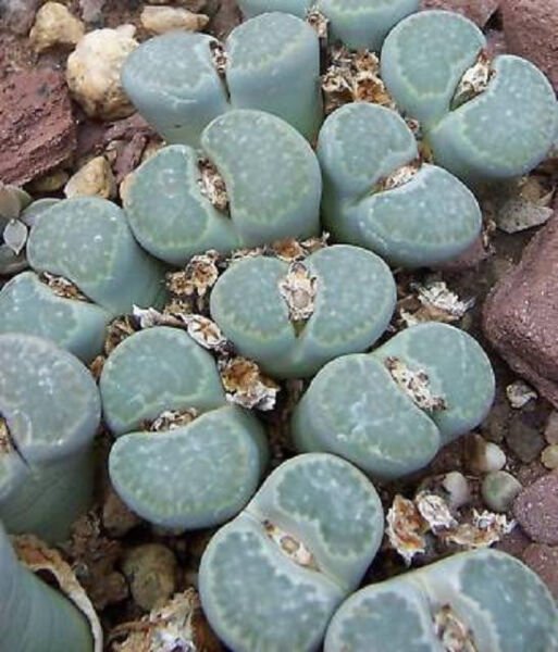 Lithops Salicola Succulent Living Stone Seed 15 Seeds Fresh Garden