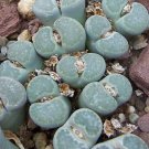 Lithops Salicola Succulent Living Stone Seed 15 Seeds Fresh Garden