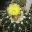 Parodia Langsdorfii Exotic Cacti Flowering Aloe Notocactus Rare Cactus 25 Seeds Fresh Garden