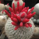 Epithelantha Micromeris Buttom Cactus Globular Flowering Cacti Seed 100 Seeds Fresh Garden
