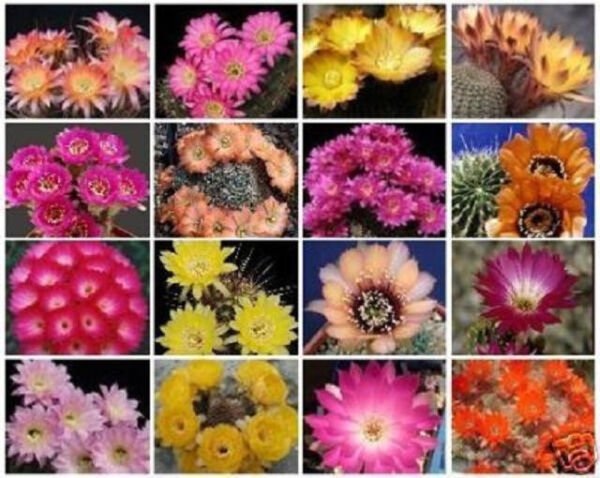 Lobivia Variety Mix J Cacti Rare Cactus Seed 30 Seeds Fresh Garden