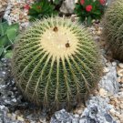 Echinocactus Grusonii Golden Barrel Cacti Rare Cactus Seed 20 Seeds Fresh Garden