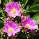 Pereskia Grandifolia Rare Cacti Leaves Tree Leaf Exotic Cactus Seeds 10 Seeds Fresh Garden