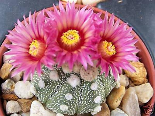 Astrophytum Super Kabuto Red Flower Rare Cacti 10 Seeds Fresh Garden