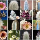Columnar Cacti Mix Outdoor Rare Cactus Seed 100 Seeds Fresh Garden