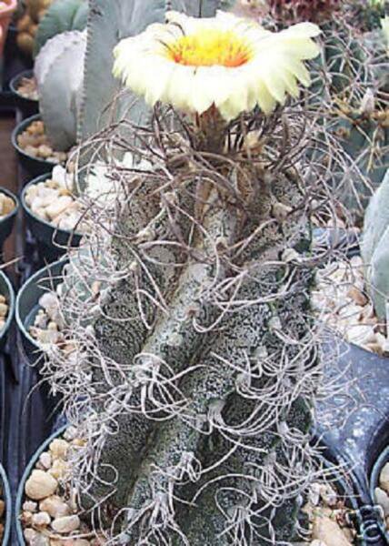 Astrophytum Capricorne Cacti Rare Cactus Seed 20 Seeds Fresh Garden