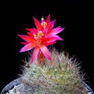 Matucana Haynei Exotic Cacti Rare Cactus Seed 15 Seeds Fresh Garden