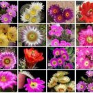 Echinocereus Variety Mix J Rare Cactus Seed 30 Seeds Fresh Garden