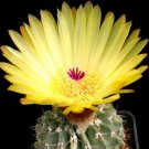 Notocactus Buiningii Parodia Rare Cactus Cacti 20 Seeds Fresh Garden
