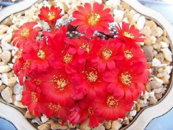Rebutia Marsoneri Flowering Rare Cactus Seed 20 Seeds Fresh Garden