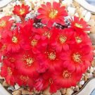 Rebutia Marsoneri Flowering Rare Cactus Seed 20 Seeds Fresh Garden