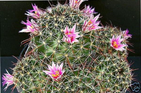 Mammillaria Mainiae J Cacti Rare Cactus Seed 20 Seeds Fresh Garden
