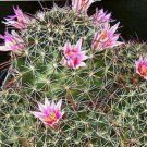 Mammillaria Mainiae J Cacti Rare Cactus Seed 20 Seeds Fresh Garden