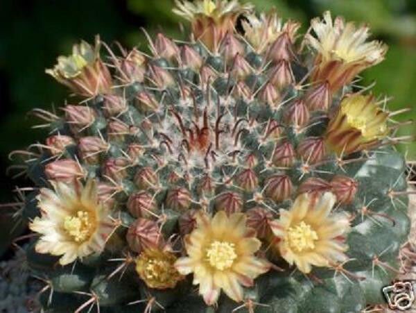 Mammillaria Uncinata Cacti Rare Cactus Seed 20 Seeds Fresh Garden
