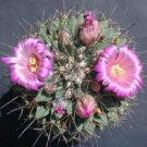 Mammillaria Melanocentra Nice Rare Cactus Seed 20 Seeds Fresh Garden