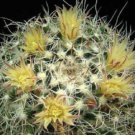 Mammillaria Karwinskiana J Cacti Rare Cactus 20 Seeds Fresh Garden