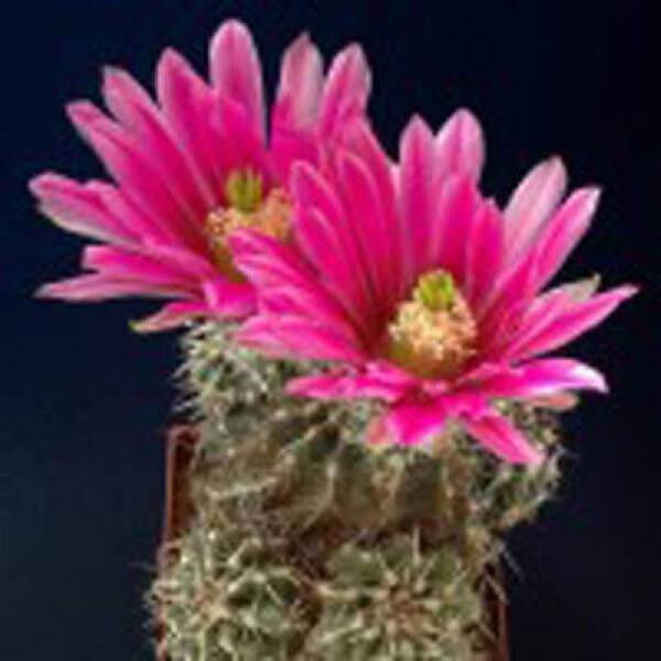 Echinocereus Fendleri Cacti Rare Cactus Seed 15 Seeds Fresh Garden