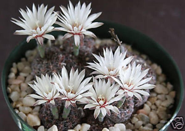 Gymnocalycium Mesopotamicum Rare Cactus Cacti 20 Seeds Fresh Garden