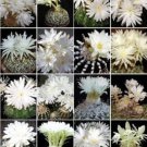 Discocactus Variety Mix Cactus Cacti Rare Seed 50 Seeds Fresh Garden