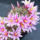 Mammillaria Blossfeldiana J Rare Cactus Seed 20 Seeds Fresh Garden