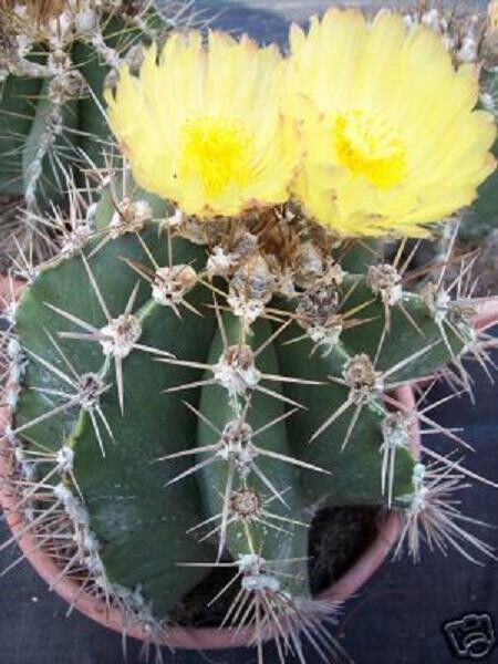 Astrophytum Ornatun Exotic Cacti Rare Tall Outdoor Cactus Plant 15 Seeds Fresh Garden