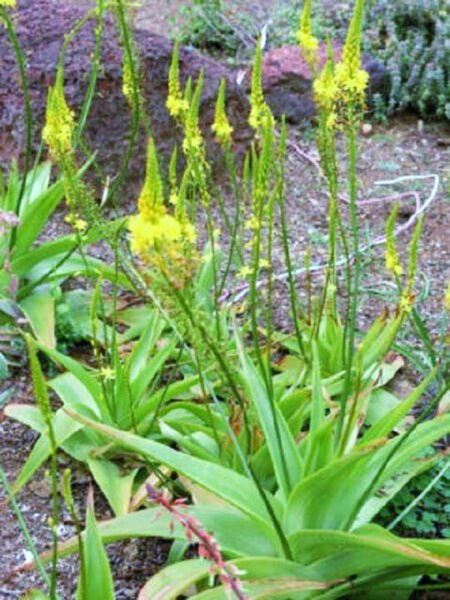 Bulbine Alooides Rare Succulents Cactus Seed 20 Seeds Fresh Garden