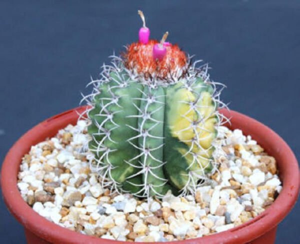Melocactus Matanzanus Variegated Seed Cactus 20 Seeds Fresh Garden