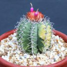 Melocactus Matanzanus Variegated Seed Cactus 20 Seeds Fresh Garden