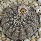 Gymnocalycium Ragonesei Rare Cactus Cacti Seed 20 Seeds Fresh Garden