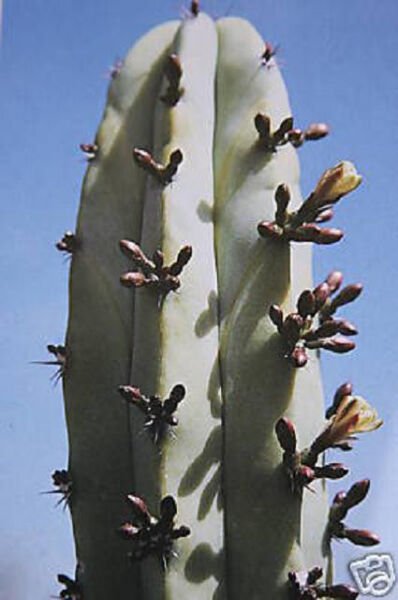 Myrtillocactus Geometrizans Cacti Cactus Seed 20 Seeds Fresh Garden