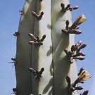 Myrtillocactus Geometrizans Cacti Cactus Seed 20 Seeds Fresh Garden