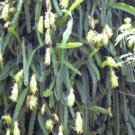 Hylocereus Undatus Grafting Stock Cactus Seed 20 Seeds Fresh Garden