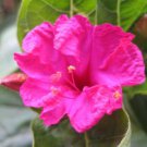 Mirabilis Jalapa Rare Flowering Succulent Seed 10 Seeds Fresh Garden